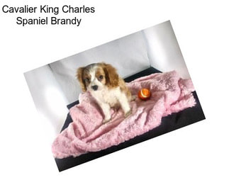 Cavalier King Charles Spaniel Brandy