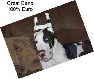 Great Dane 100% Euro