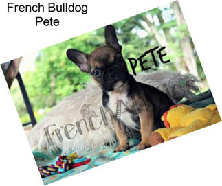 French Bulldog Pete