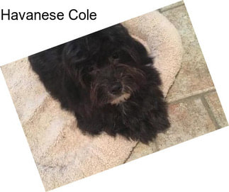 Havanese Cole