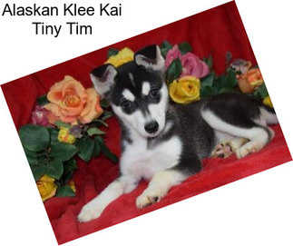 Alaskan Klee Kai Tiny Tim