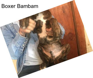 Boxer Bambam