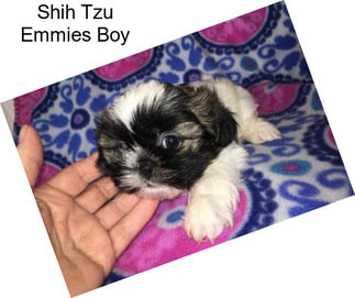 Shih Tzu Emmies Boy