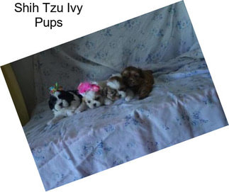Shih Tzu Ivy Pups