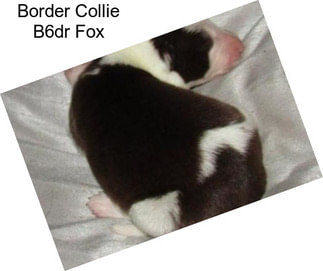 Border Collie B6dr Fox