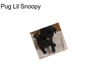 Pug Lil Snoopy