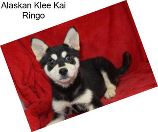 Alaskan Klee Kai Ringo