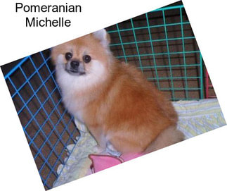 Pomeranian Michelle
