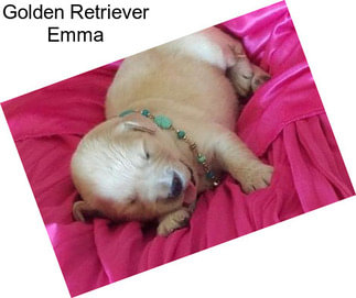 Golden Retriever Emma