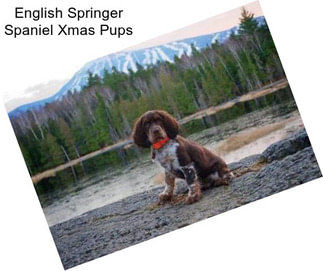 English Springer Spaniel Xmas Pups