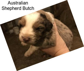 Australian Shepherd Butch
