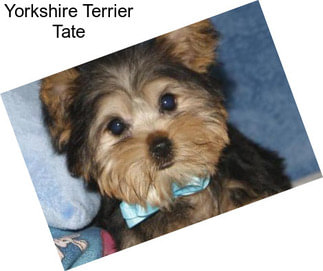 Yorkshire Terrier Tate