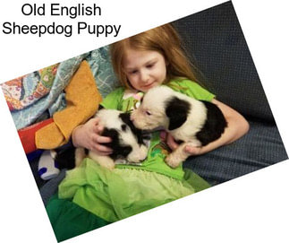 Old English Sheepdog Puppy