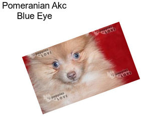 Pomeranian Akc Blue Eye