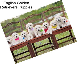 English Golden Retrievers Puppies