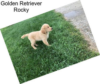 Golden Retriever Rocky