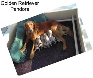Golden Retriever Pandora