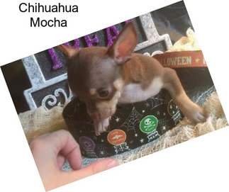 Chihuahua Mocha