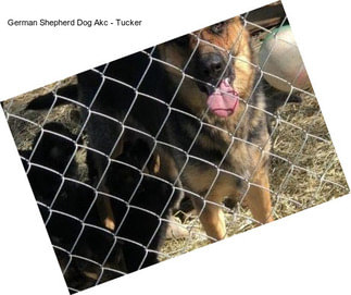 German Shepherd Dog Akc - Tucker