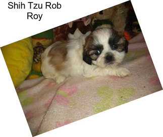 Shih Tzu Rob Roy