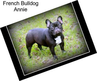 French Bulldog Annie