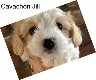 Cavachon Jill