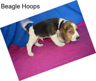 Beagle Hoops