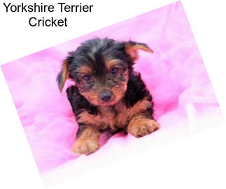 Yorkshire Terrier Cricket