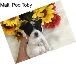 Malti Poo Toby