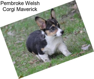 Pembroke Welsh Corgi Maverick