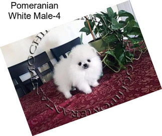 Pomeranian White Male-4