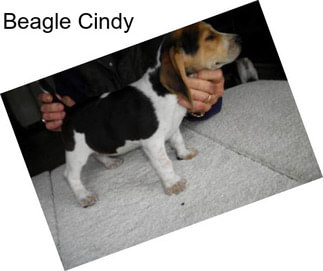 Beagle Cindy