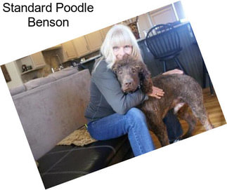 Standard Poodle Benson