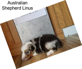 Australian Shepherd Linus