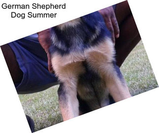 German Shepherd Dog Summer