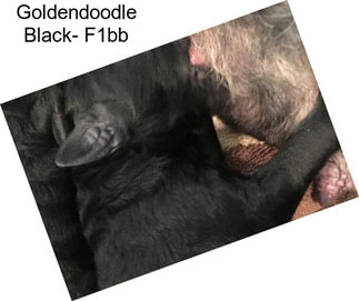Goldendoodle Black- F1bb