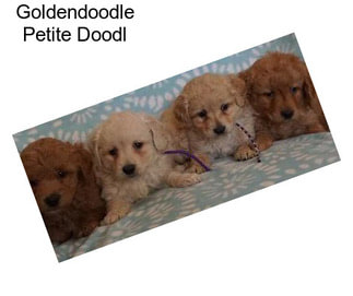 Goldendoodle Petite Doodl