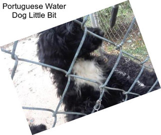 Portuguese Water Dog Little Bit