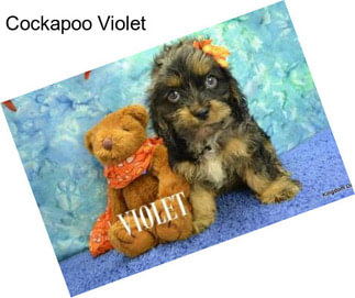 Cockapoo Violet