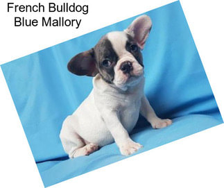 French Bulldog Blue Mallory