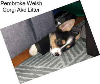 Pembroke Welsh Corgi Akc Litter