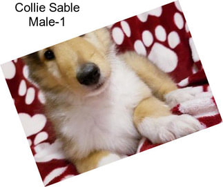 Collie Sable Male-1