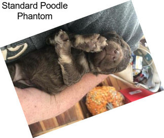 Standard Poodle Phantom