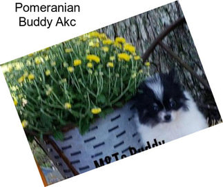 Pomeranian Buddy Akc