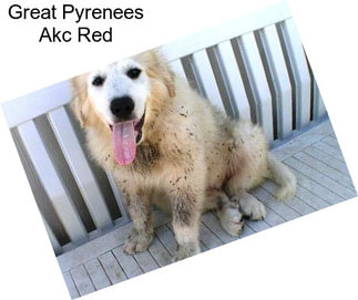 Great Pyrenees Akc Red