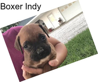 Boxer Indy
