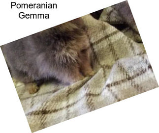 Pomeranian Gemma