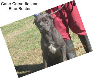 Cane Corso Italiano Blue Buster