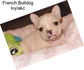 French Bulldog Ivy/akc