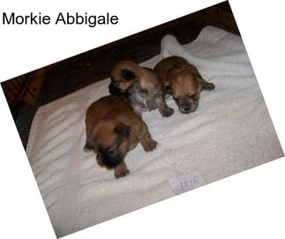 Morkie Abbigale